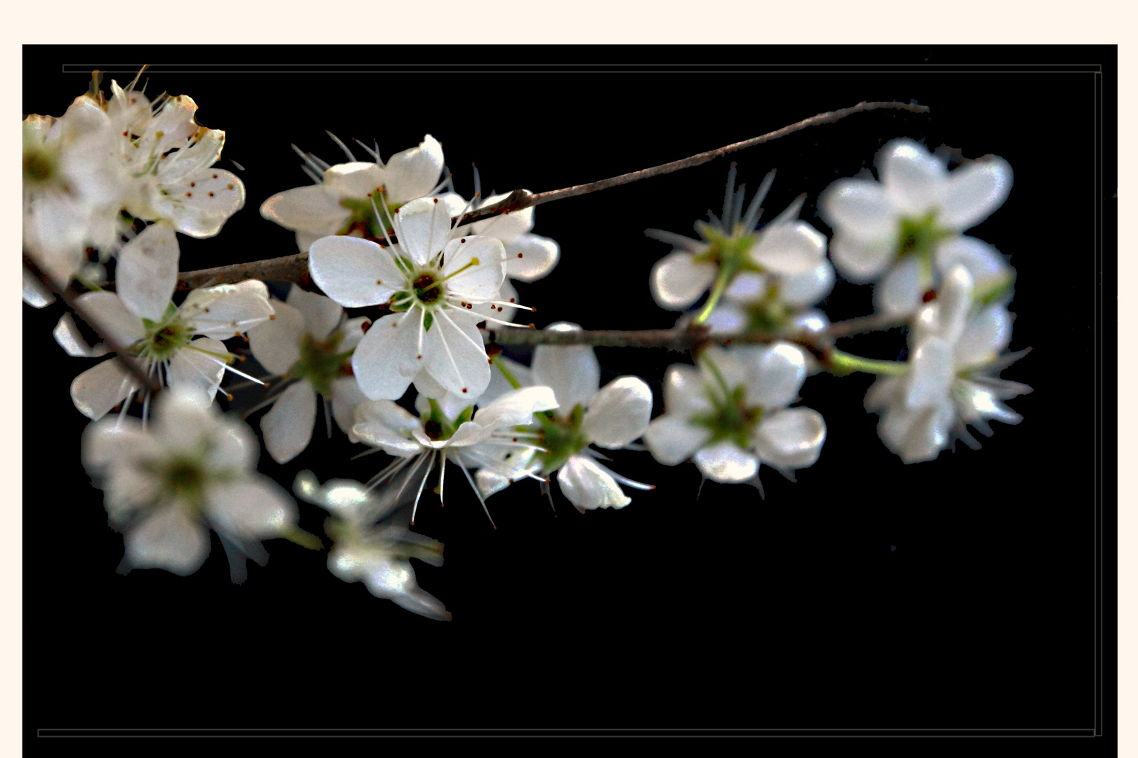 Apfel Blüte