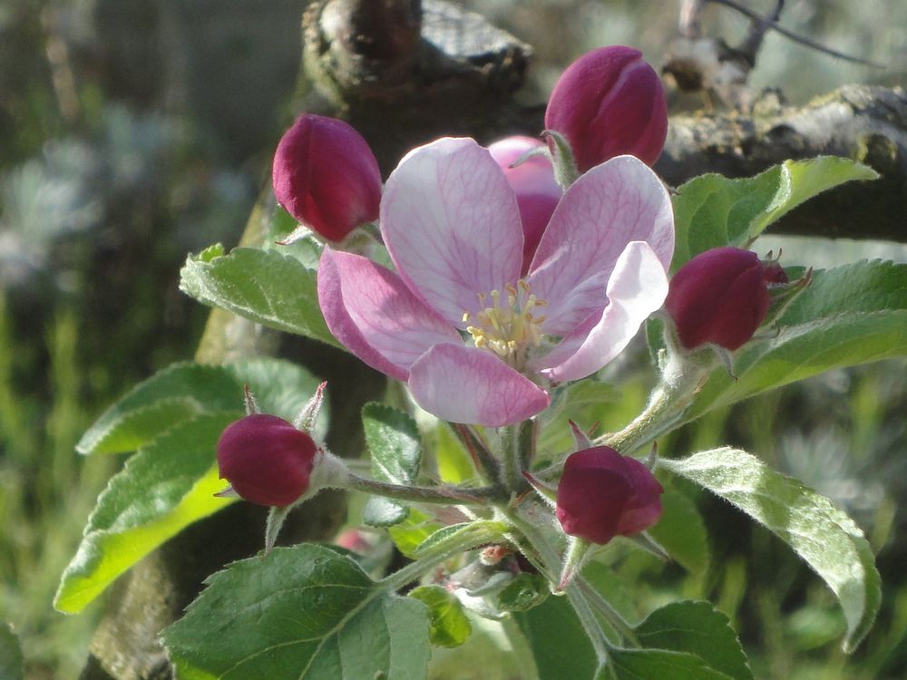 Apfel-Blüte