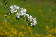 Apfel Blüte