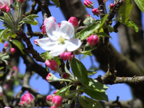 Apfel - Blüte