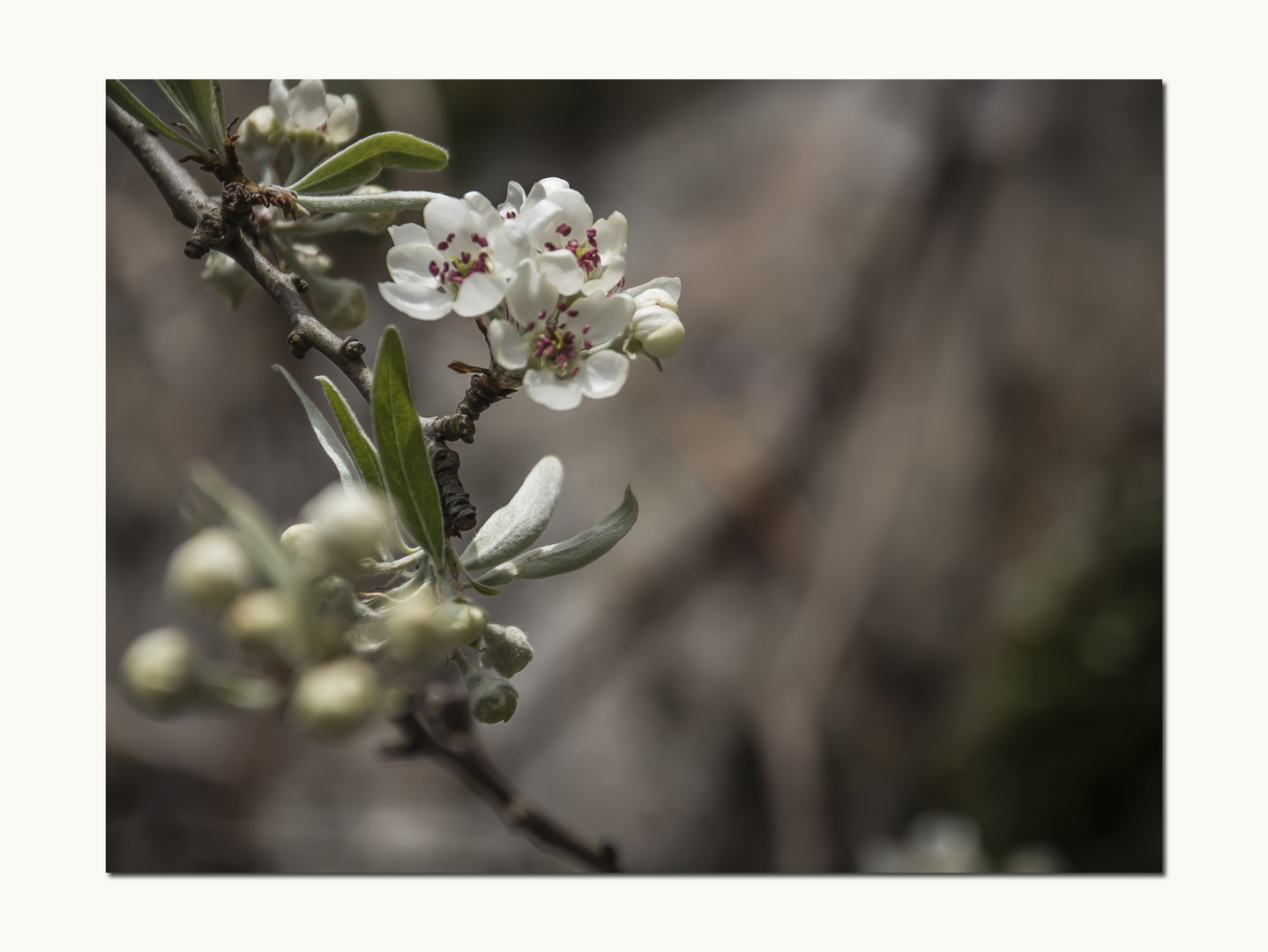 Apfel BLÜTE