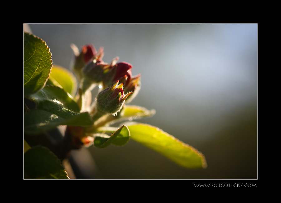 Apfel Blüte