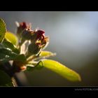 Apfel Blüte