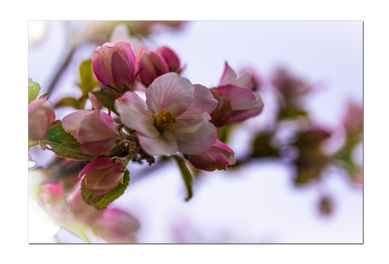 Apfel - BLÜTE