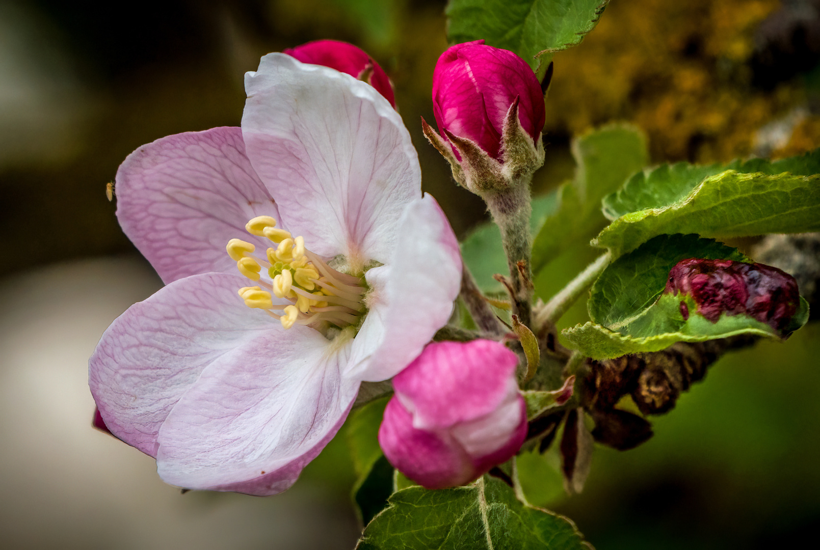 "APFEL BLÜTE" - mit Fruchtfliege