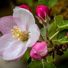 "APFEL BLÜTE" - mit Fruchtfliege