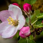 "APFEL BLÜTE" - mit Fruchtfliege