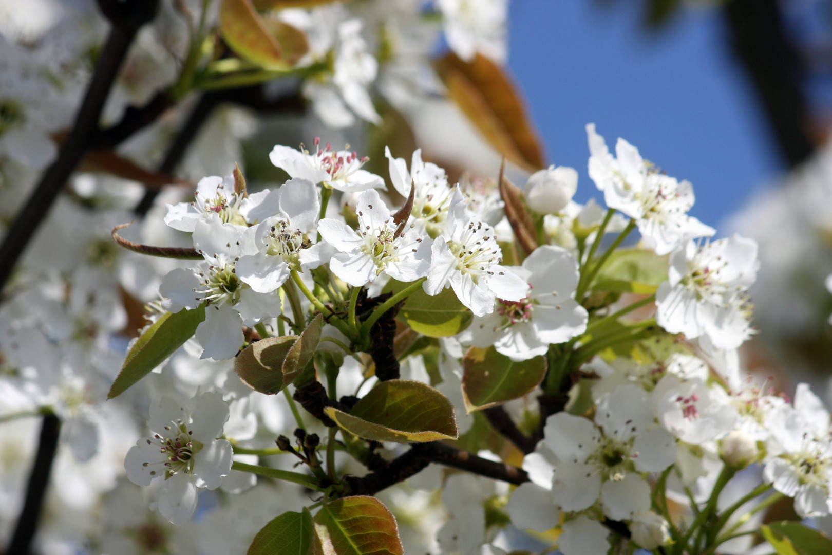 Apfel Blüten 