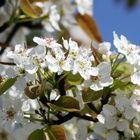 Apfel Blüten 