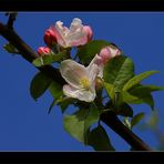 Apfel Blüten....