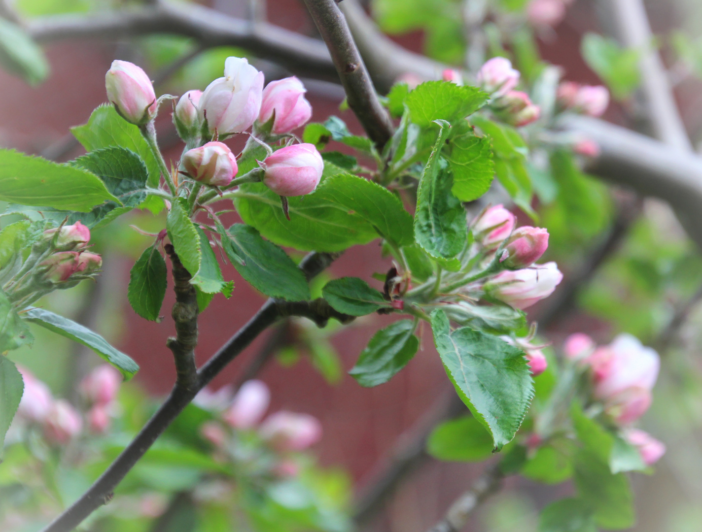  Apfel  Blüten 