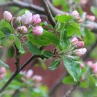  Apfel  Blüten 