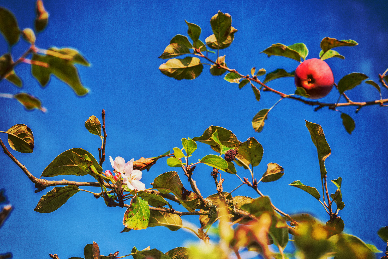 Apfel-Blüten-Ernte