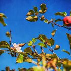 Apfel-Blüten-Ernte