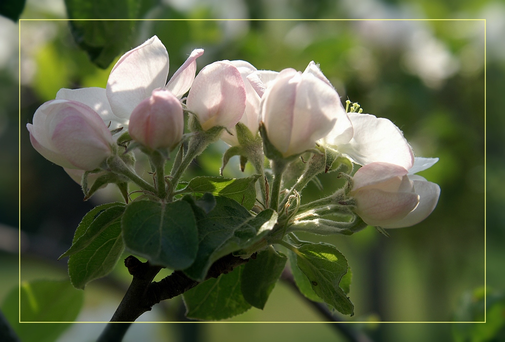 Apfel-Blüten