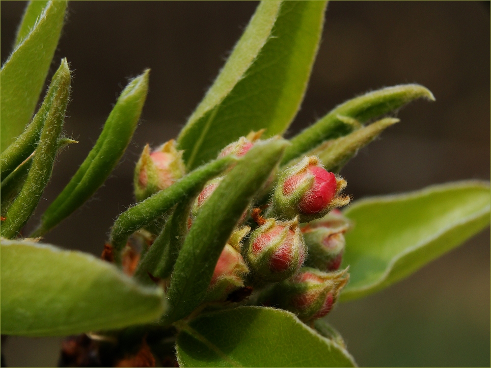 Apfel - Blüten - Knospen......