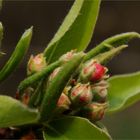 Apfel - Blüten - Knospen......