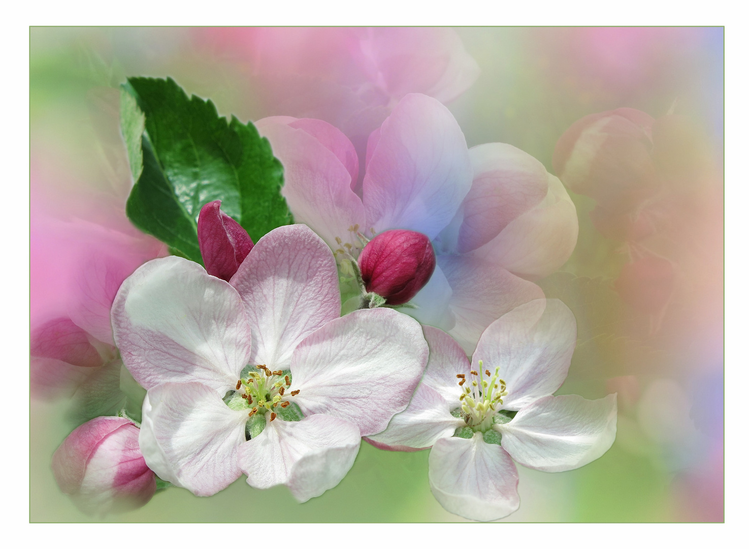 Apfel-Blüten-Träume