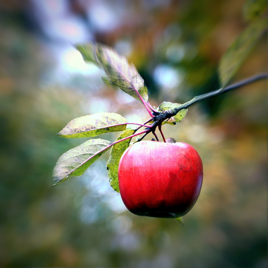 Apfel