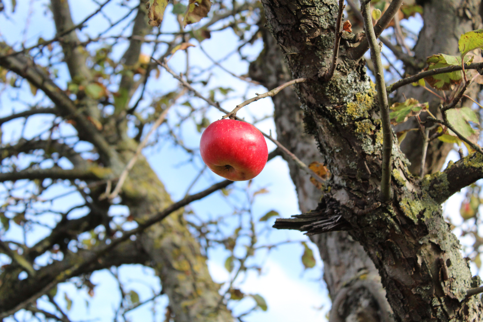 Apfel