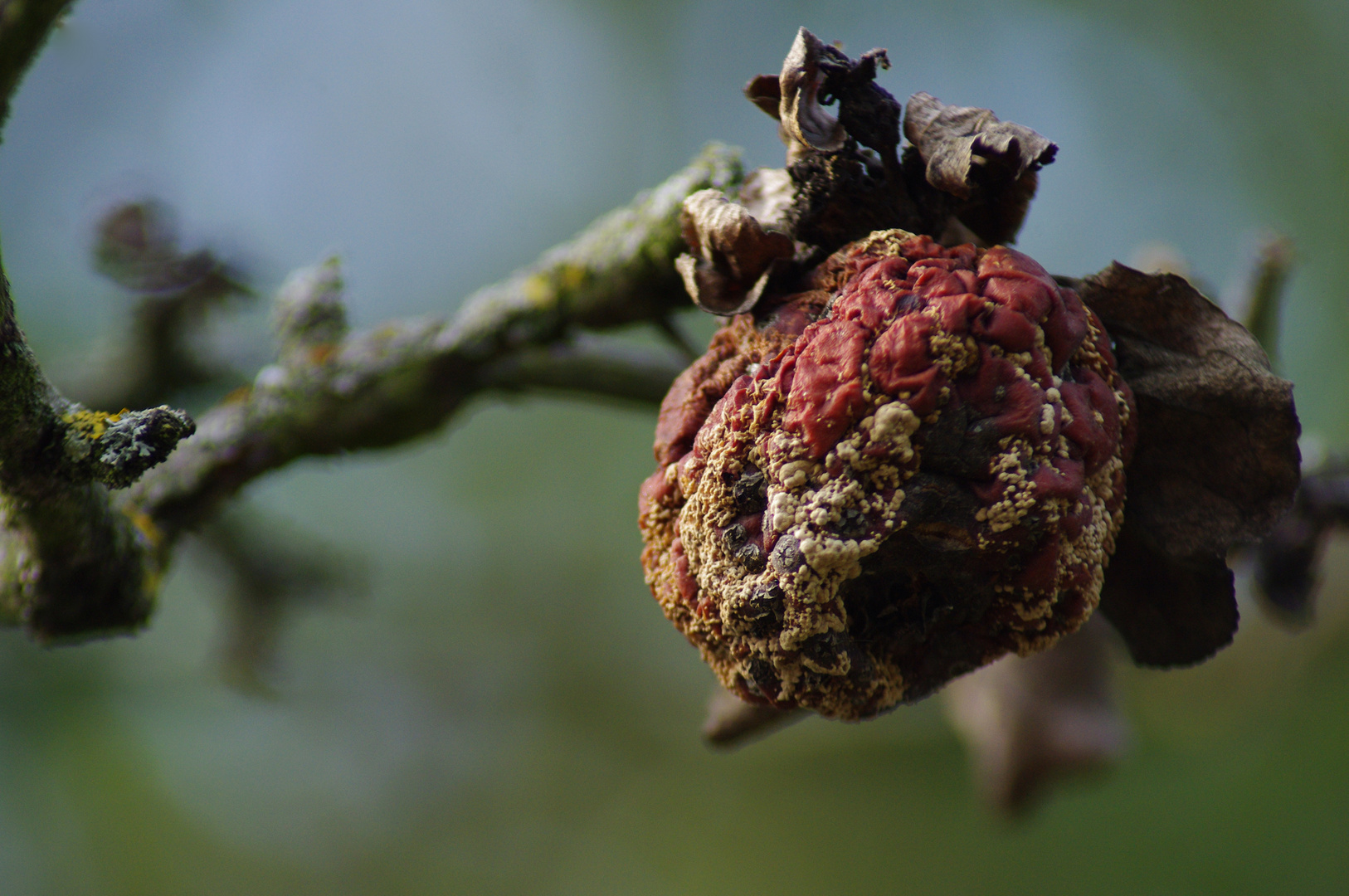 Apfel