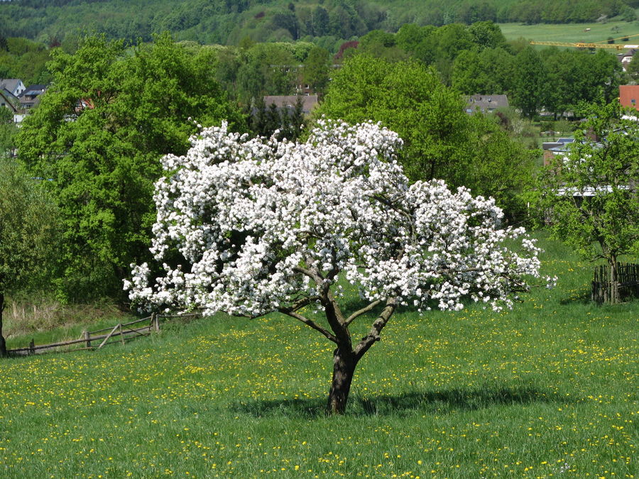 Apfel