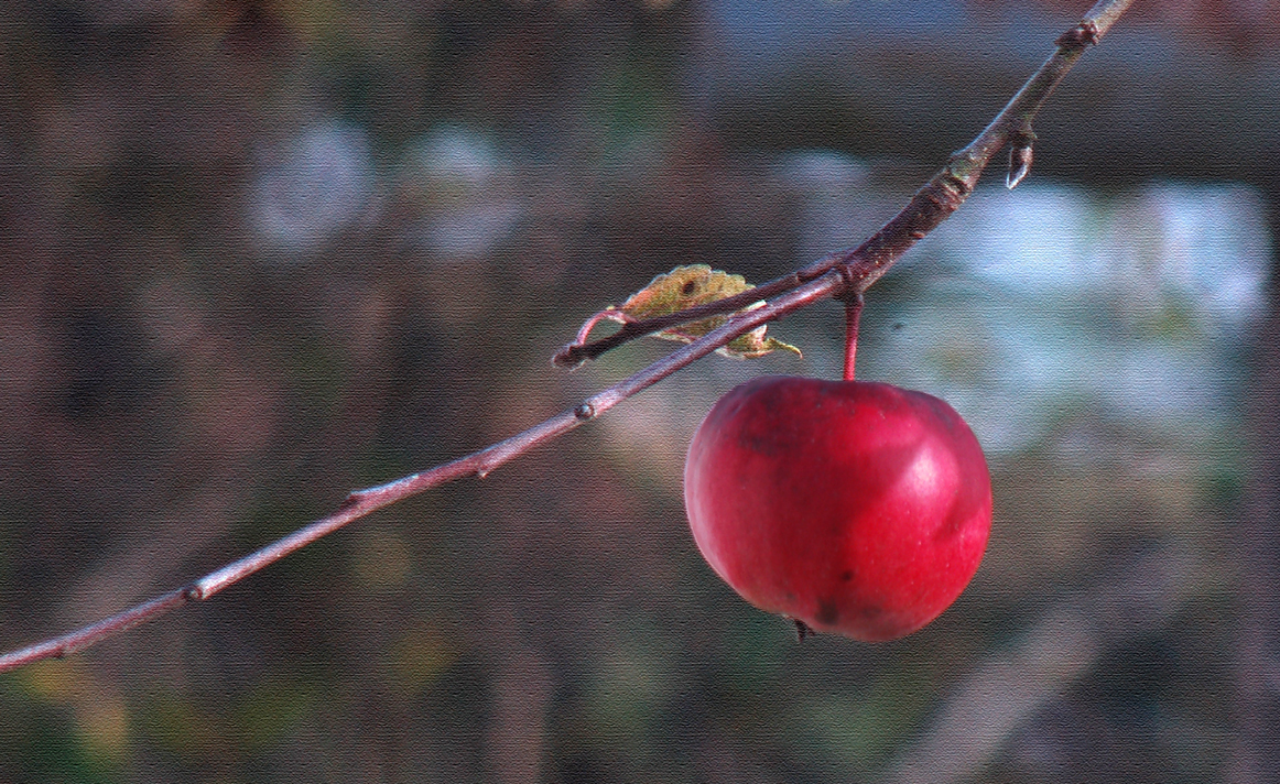 Apfel der letzte...