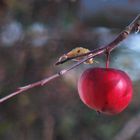 Apfel der letzte...