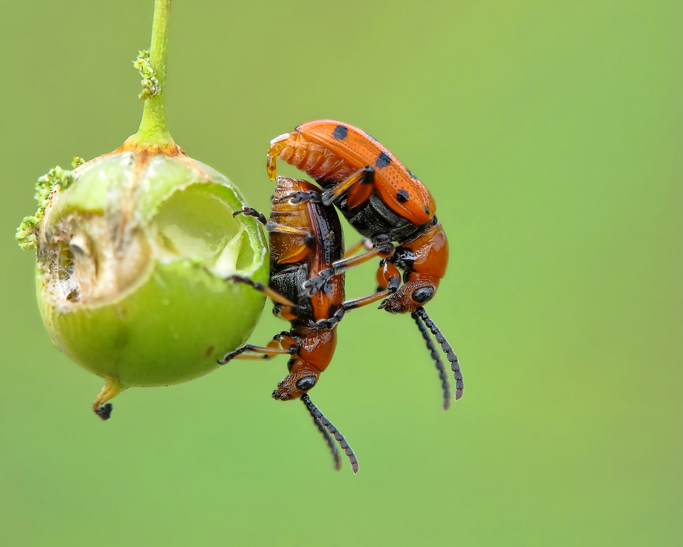 Apfel der Versuchung