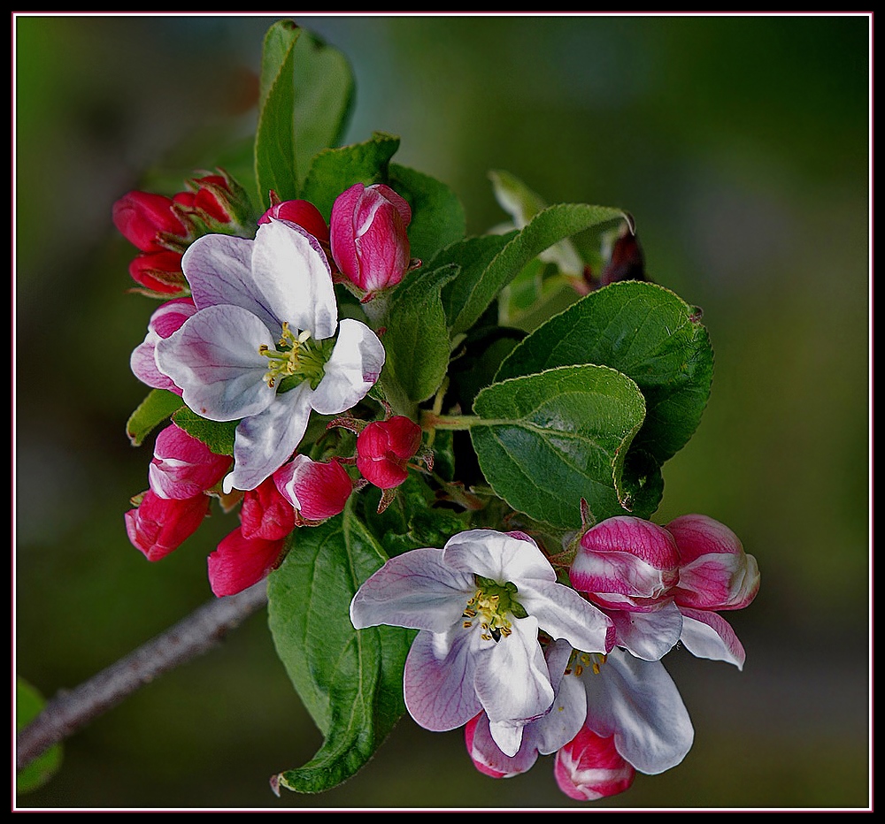 Apfel