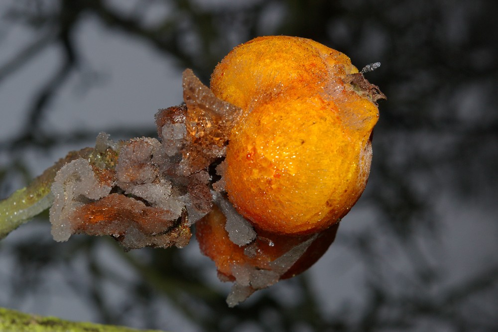 Apfel-Eis von Sébastien Fritz