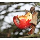 Apfel-Engelchen hat Hunger