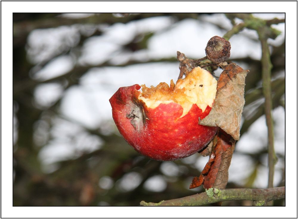 Apfel-Engelchen hat Hunger