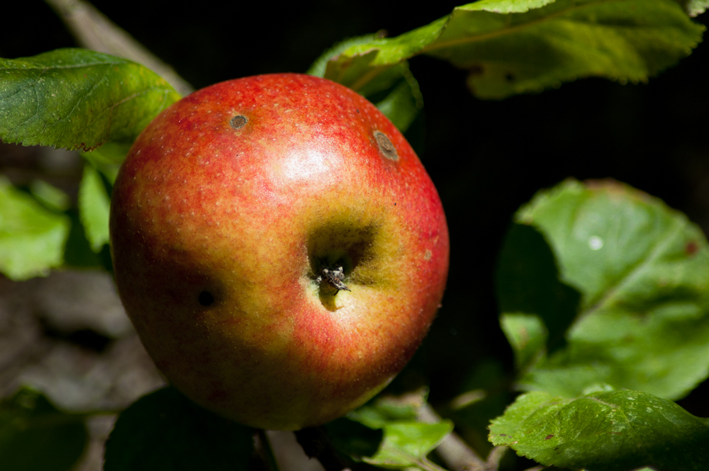 Apfel