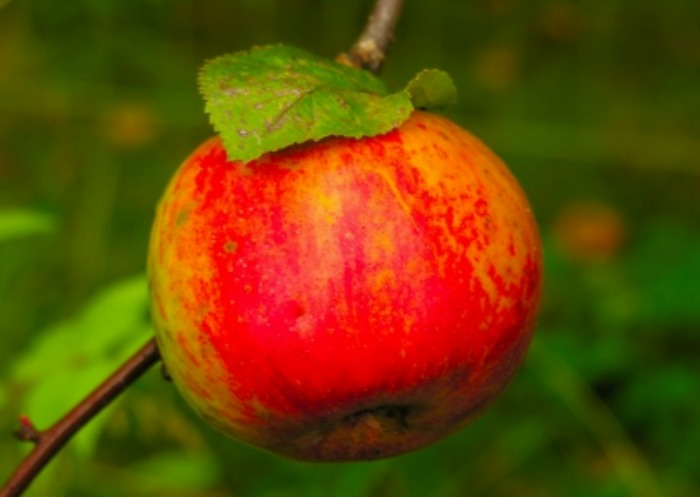 Apfel