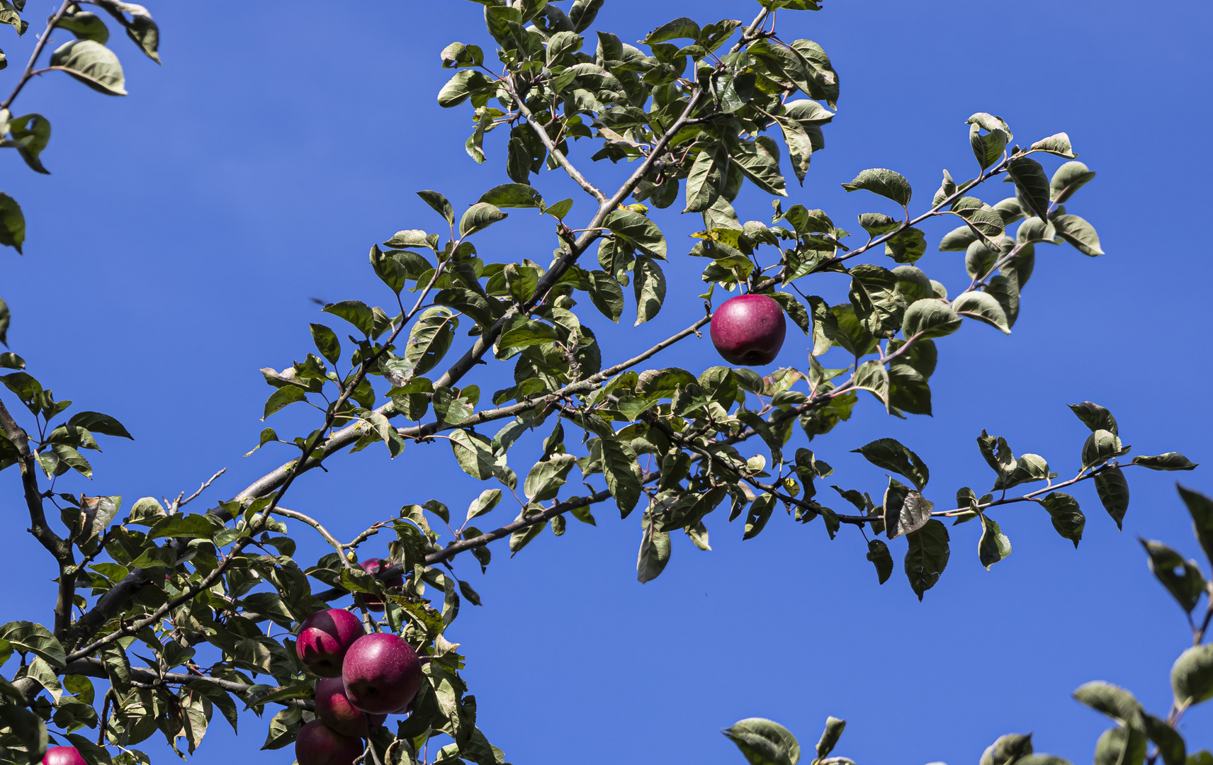 Apfel hoch oben im Baum