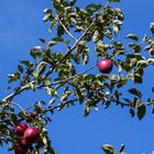 Apfel hoch oben im Baum