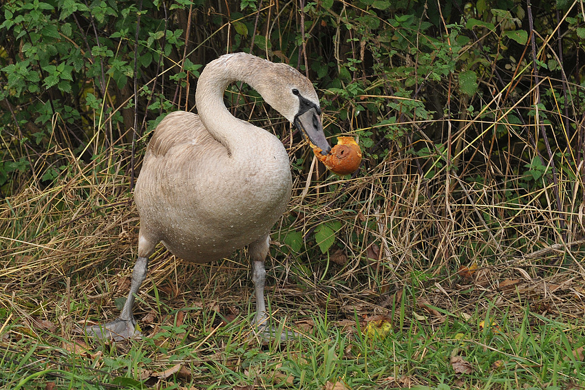 Apfel – Höckerschwan