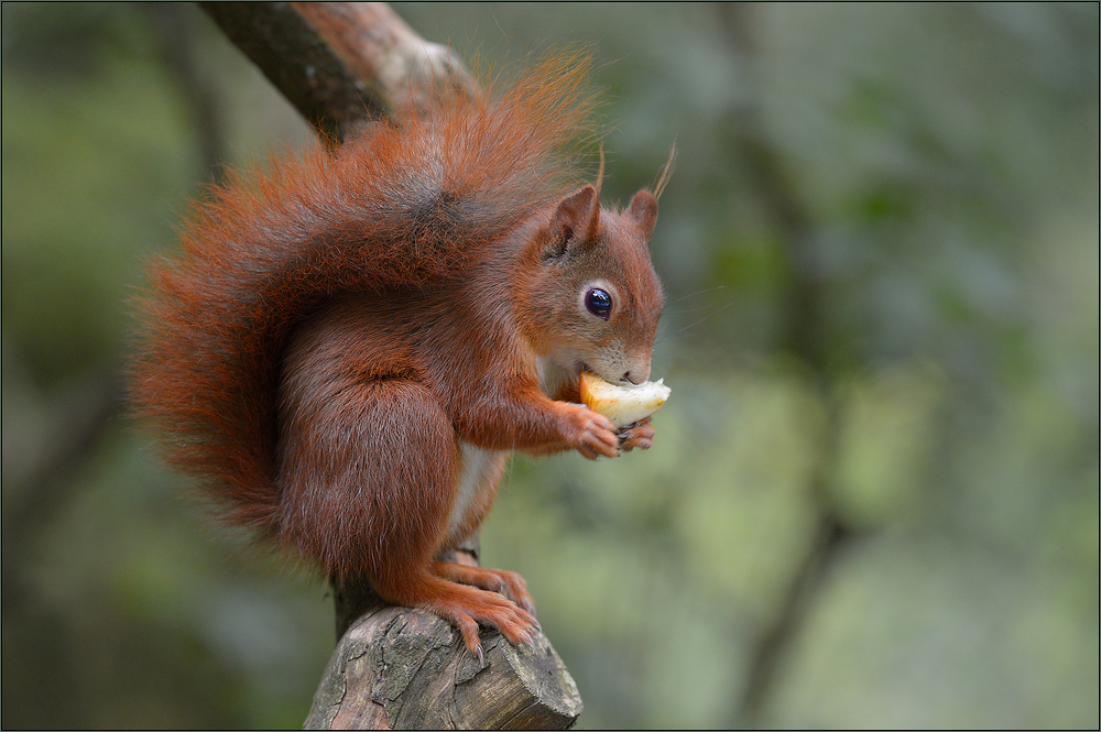 Apfel-Hörnchen ...