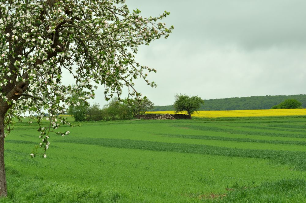 Apfel, Holz und Raps