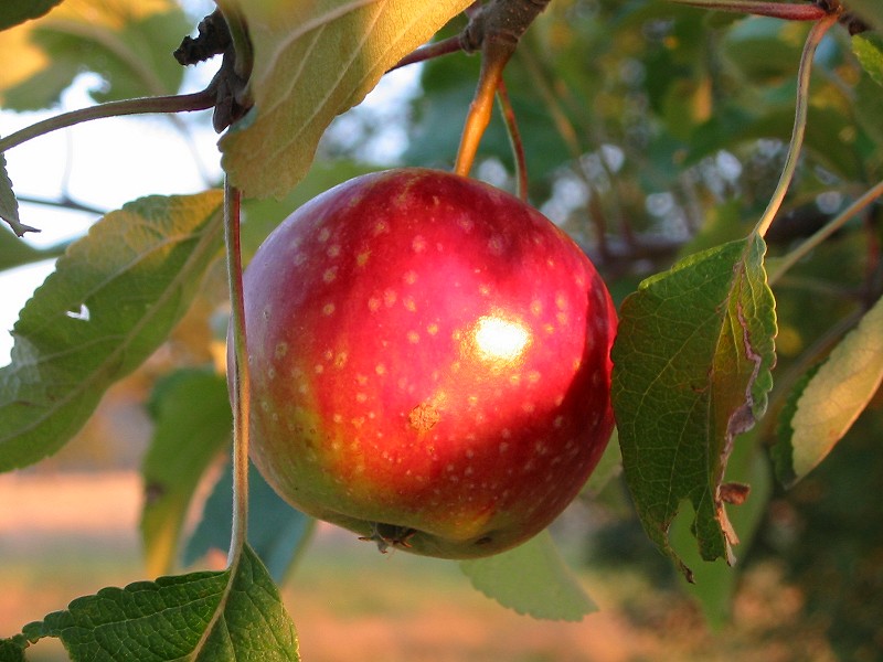 Apfel im Abendlicht