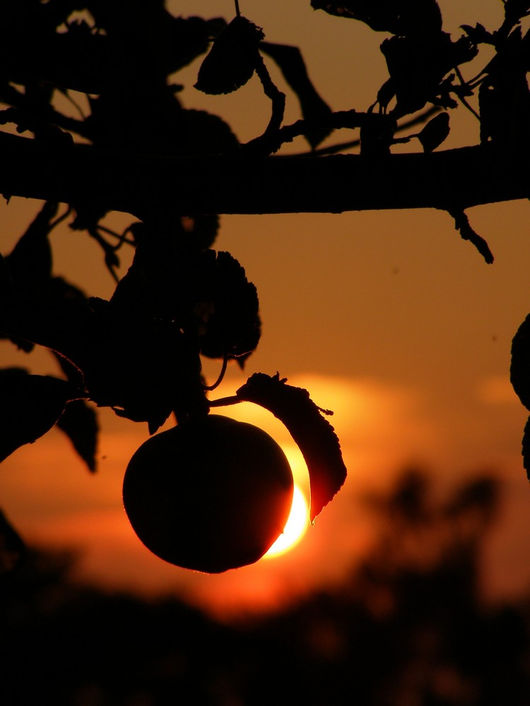 Apfel im Abendrot