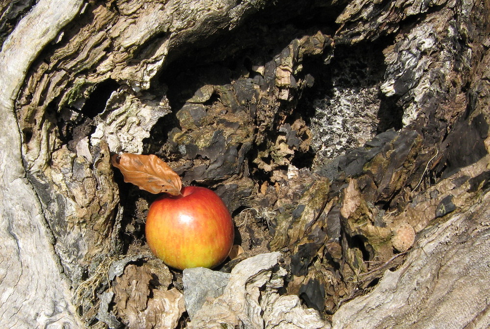 Apfel im Baum