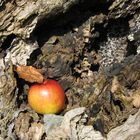 Apfel im Baum