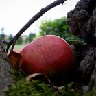 Apfel im Baum