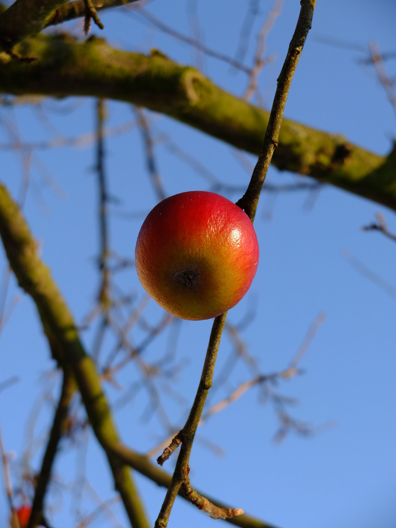 Apfel im Dezember