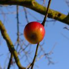 Apfel im Dezember