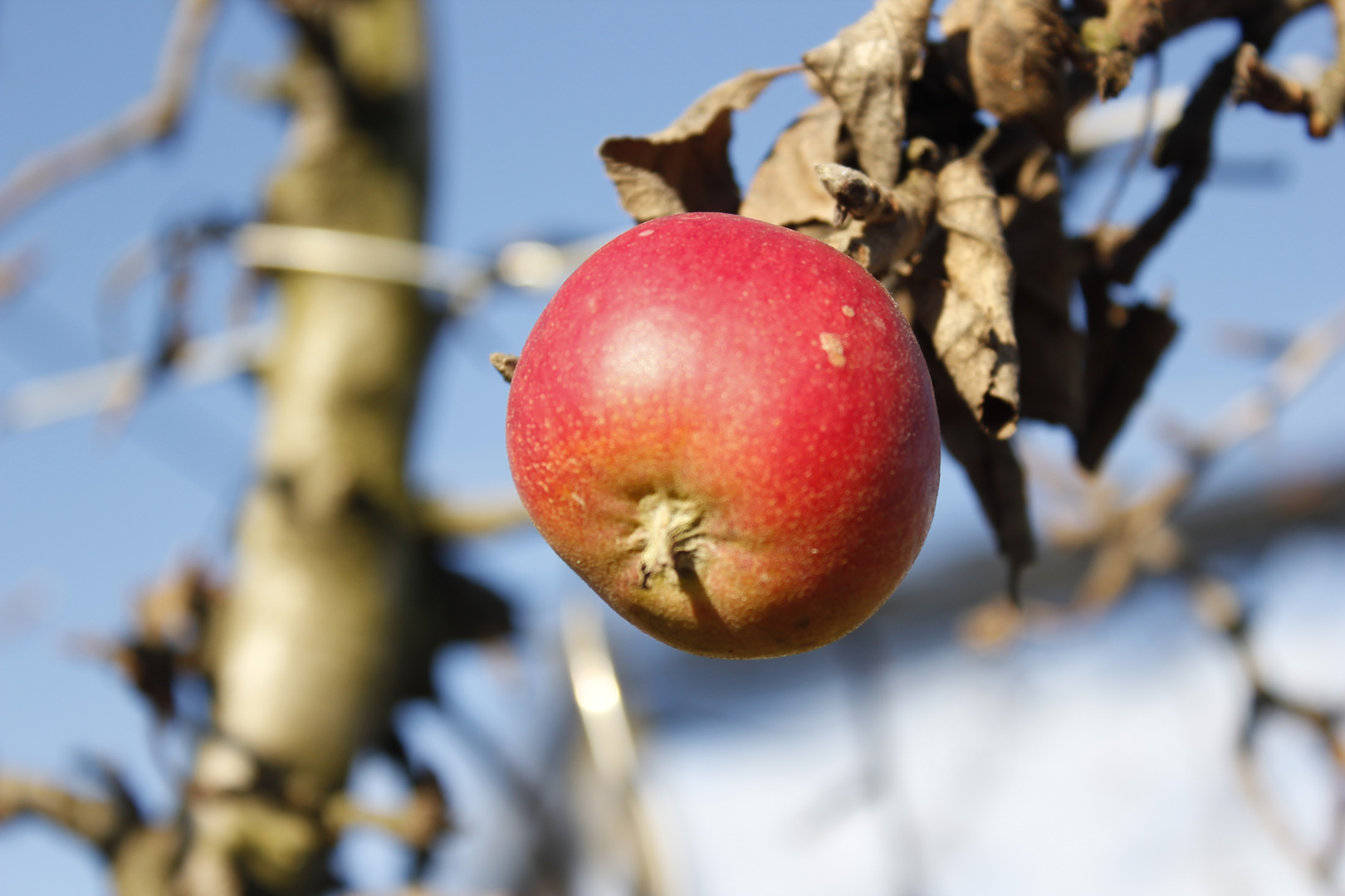 Apfel im Dezember