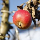 Apfel im Dezember