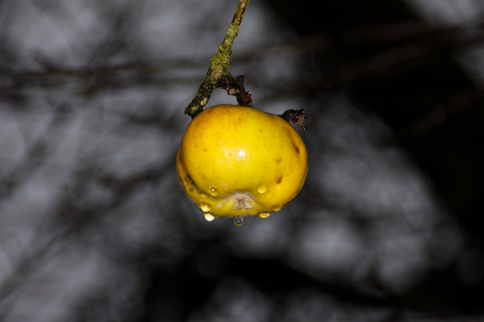 Apfel im Dezember